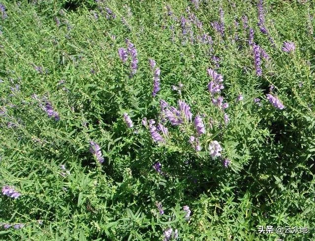 野生药材一定比种植药材好吗？