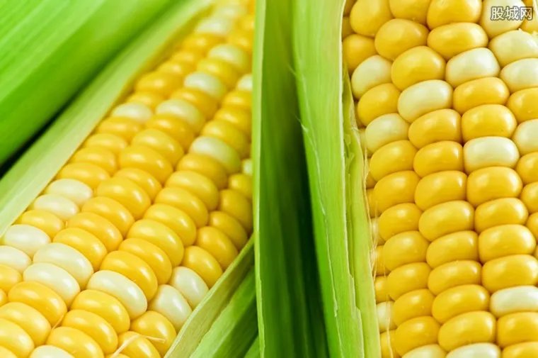 玉米价格每吨涨千元 每吨价格最高超2600元