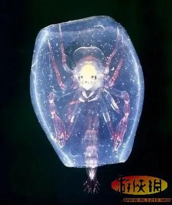 盘点全球新奇妙动物:紫色北极熊 海地长吻猬