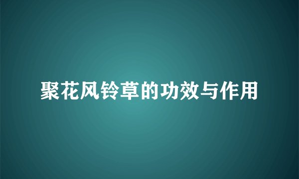 聚花风铃草的功效与作用