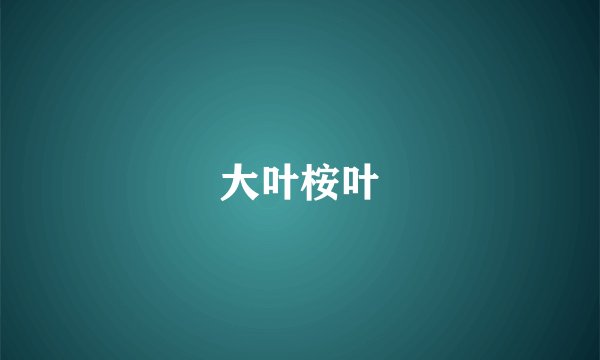 大叶桉叶
