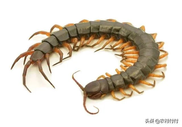 蜈蚣养殖前景如何,从哪几个方面开始?