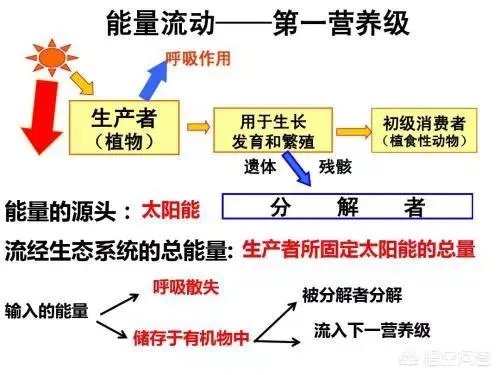 生态系统中的能量流动和转化是否遵循能量守恒定律?为什么?