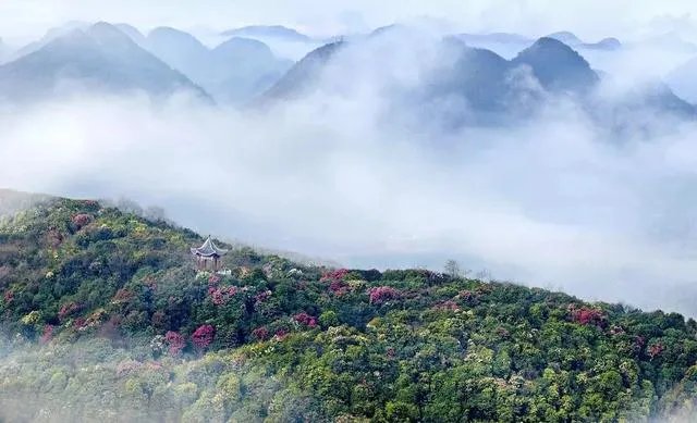 你知道中国百里杜鹃花都在哪里吗?