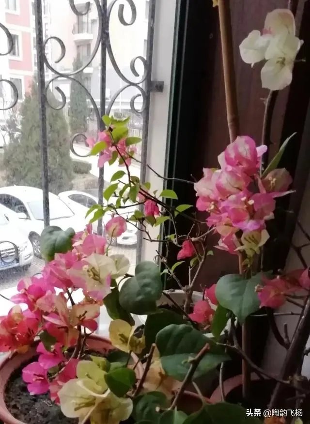 瑞士三角梅为何不开花?