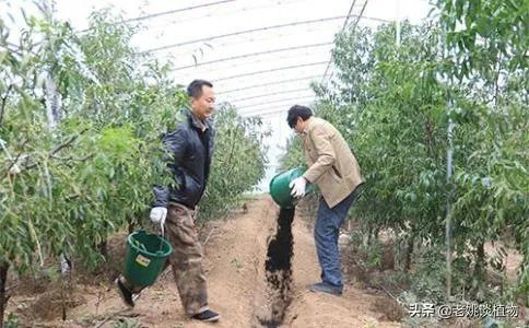 枣树管理要掌握哪些好的方法?