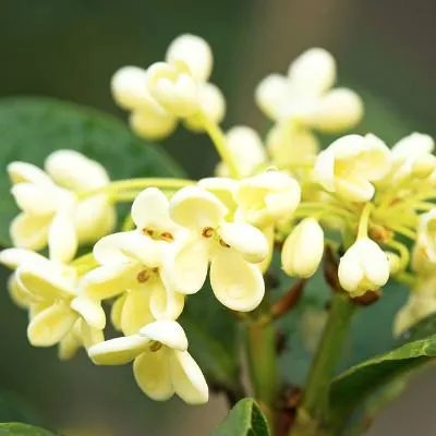 治疗颈椎体操
