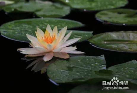 睡莲的养殖方法