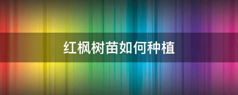 红枫树苗如何种植