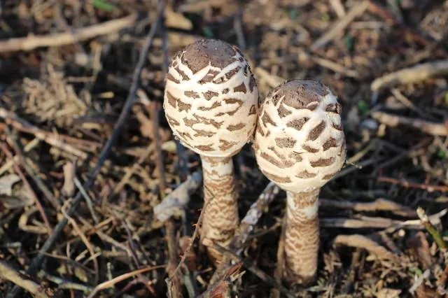 蟹腿菇有毒吗？
