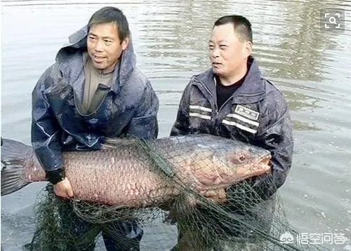 为什么很多农村集市上卖青鱼的都喜欢在鱼箱里撒一把瓜子?
