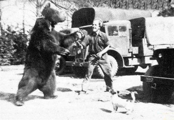 战斗熊wojtek