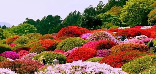 你知道中国百里杜鹃花都在哪里吗?