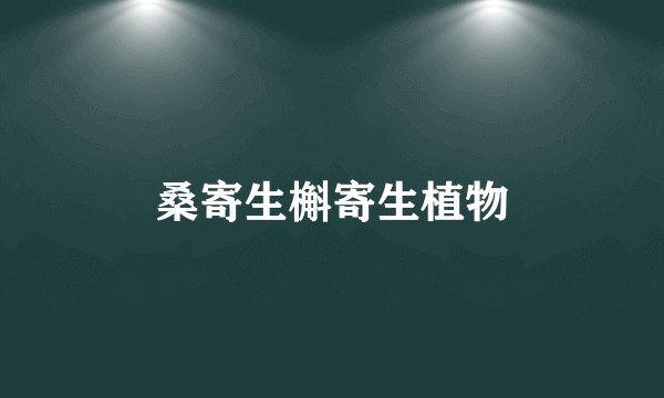 桑寄生槲寄生植物