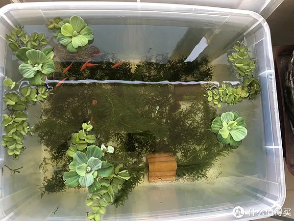 水族用品