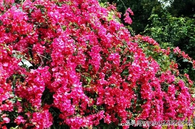 瑞士三角梅为何不开花?
