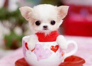 茶杯犬 图片