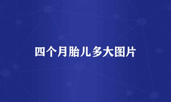 四个月胎儿多大图片