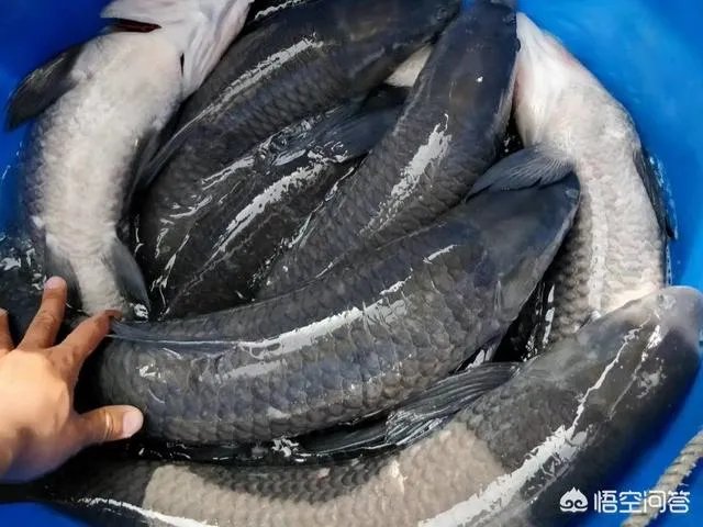 为什么很多农村集市上卖青鱼的都喜欢在鱼箱里撒一把瓜子?