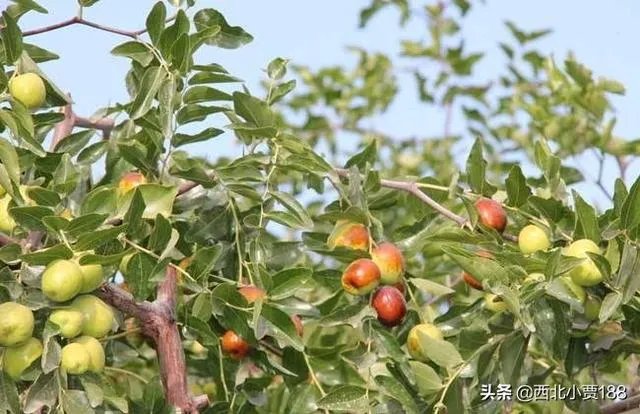 枣树管理要掌握哪些好的方法?