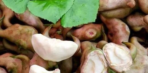 怎样剥菱肉？