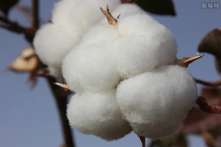 棉花最新价格是多少 2017棉花价格行情走势