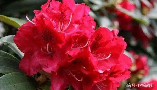 杜鹃花夏天怎么养呢？