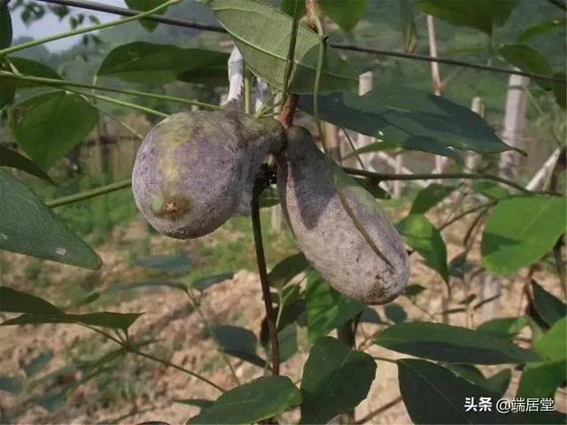 香蜜果能盆栽吗？