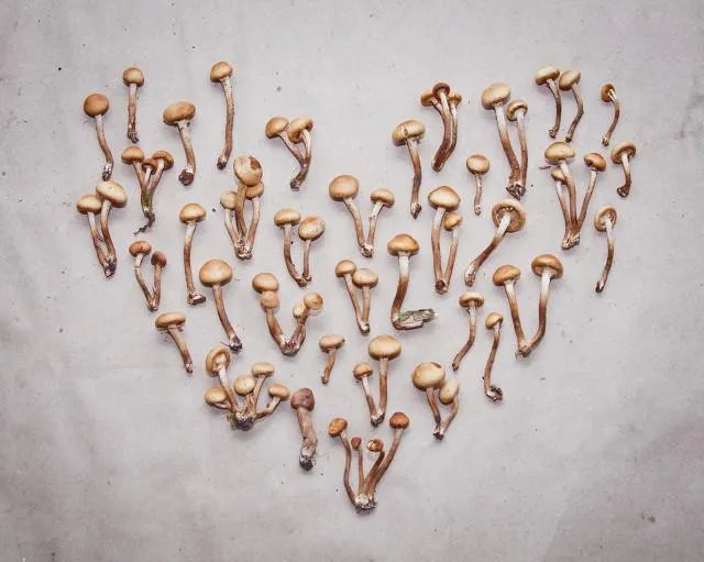 蟹腿菇有毒吗？