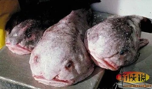盘点全球新奇妙动物:紫色北极熊 海地长吻猬