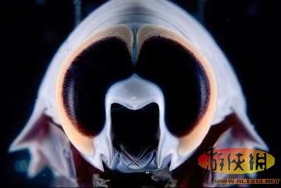 盘点全球新奇妙动物:紫色北极熊 海地长吻猬