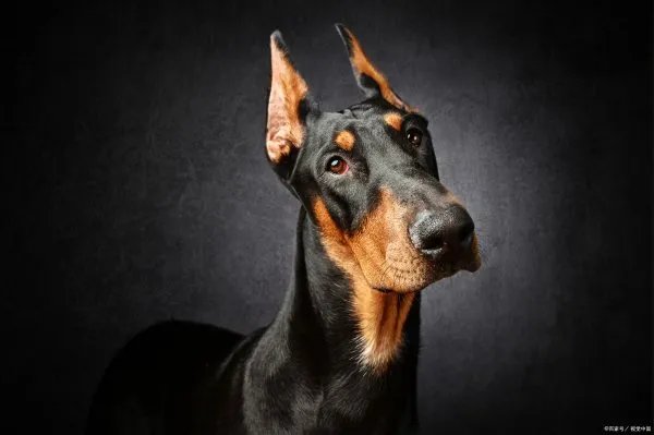 杜宾犬来自德国,而且它们的气质非常的高贵,杜宾犬和罗威纳哪个好?
