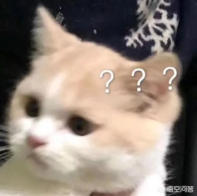 有没有搞笑的猫咪图片，分享一下？