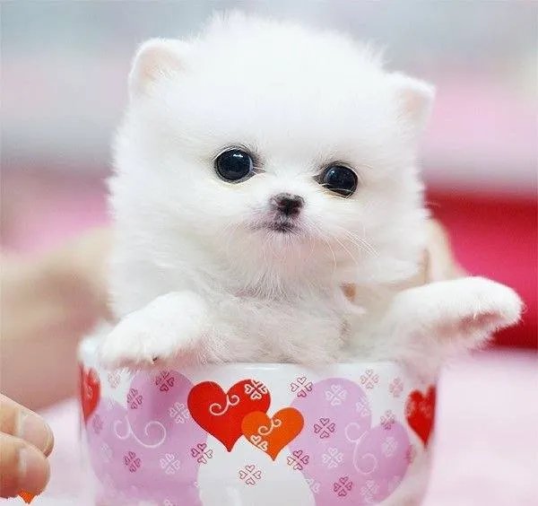 茶杯犬 图片