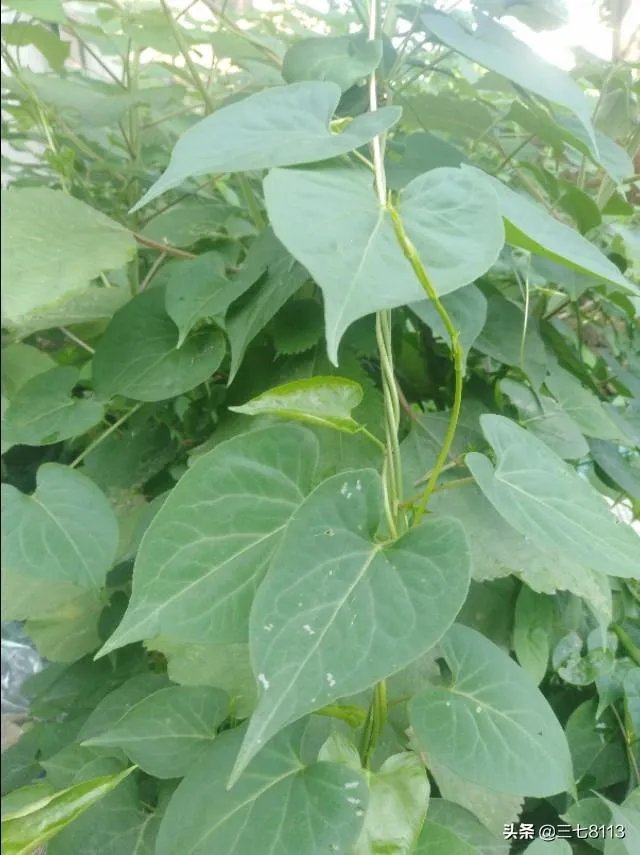 野生药材一定比种植药材好吗？