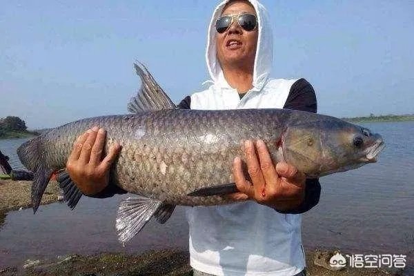 为什么很多农村集市上卖青鱼的都喜欢在鱼箱里撒一把瓜子?
