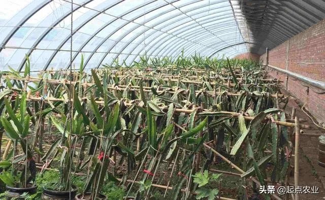 蔬菜大棚和蔬菜温室的区别是什么?