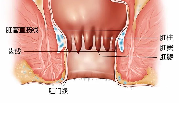 大肠结构图