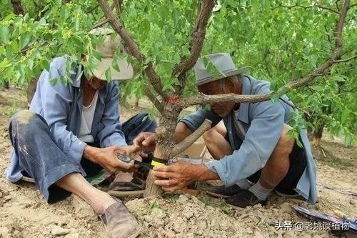 枣树管理要掌握哪些好的方法?