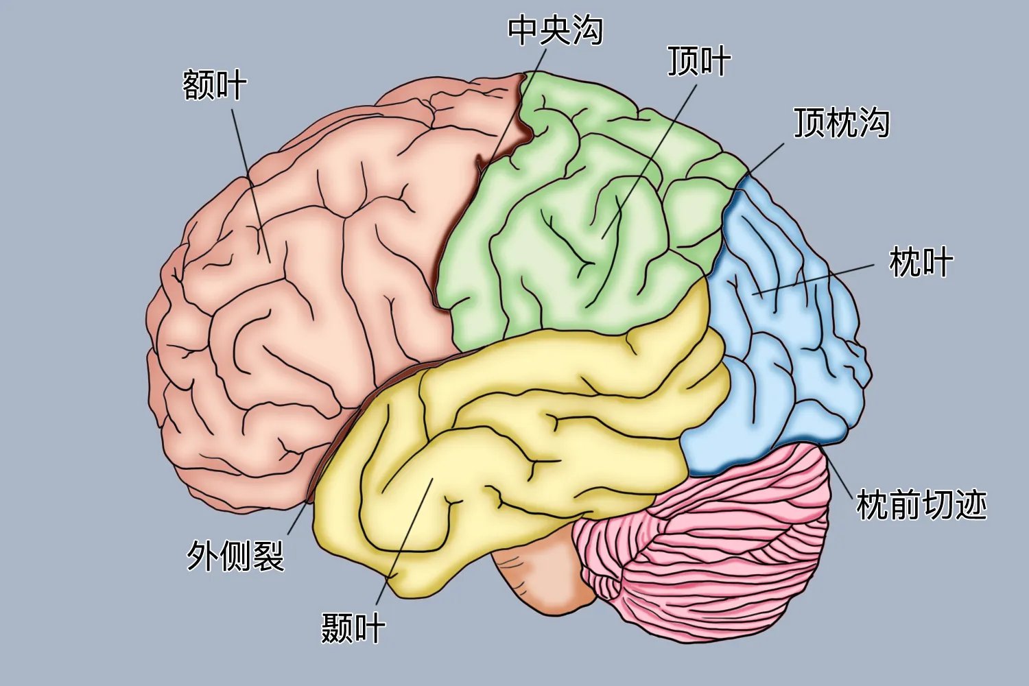 顶叶的位置图