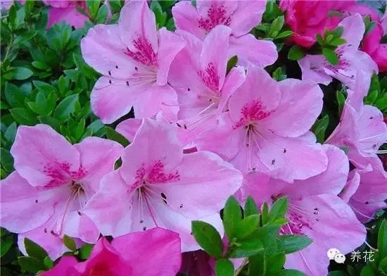 你知道中国百里杜鹃花都在哪里吗?