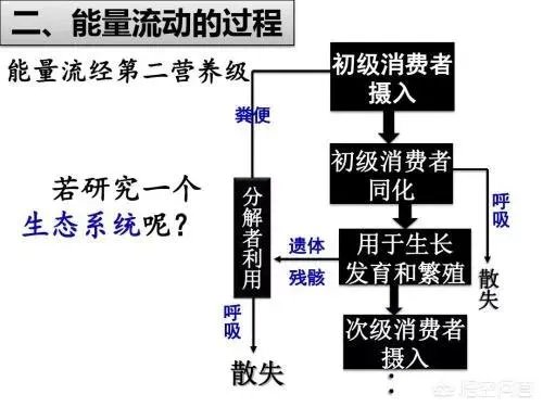 生态系统中的能量流动和转化是否遵循能量守恒定律?为什么?