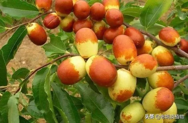 枣树管理要掌握哪些好的方法?