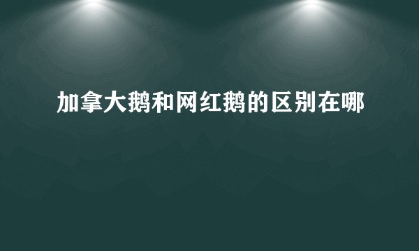 加拿大鹅和网红鹅的区别在哪