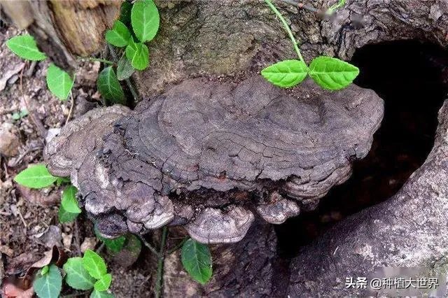 野生药材一定比种植药材好吗？