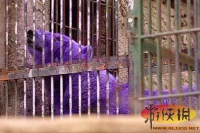 盘点全球新奇妙动物:紫色北极熊 海地长吻猬