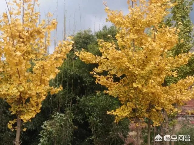 你听过最微妙的一句话是什么?