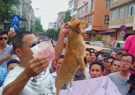 刷爆朋友圈两只鹅的故事,大结局已经揭晓!
