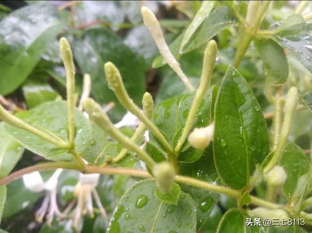 野生药材一定比种植药材好吗？