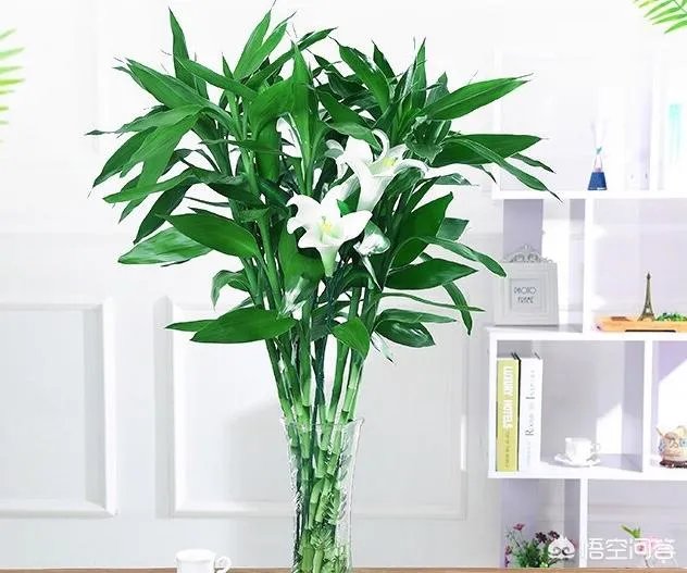 可以拿玻璃花盆养花吗
